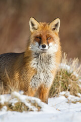 Fox Vulpes vulpes in autumn scenery, Poland Europe, animal walking among autumn meadow in amazing warm light