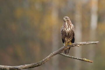 landing Common buzzard Buteo buteo in the fields in winter snow, buzzards in natural habitat, hawk bird on the ground, predatory bird close up winter bird