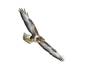 Birds of prey - Common buzzard Buteo buteo flying, hawk bird, predatory bird close up flying bird isolated on white background
