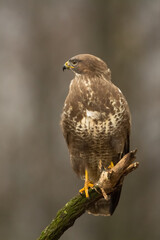 landing Common buzzard Buteo buteo in the fields in winter snow, buzzards in natural habitat, hawk bird on the ground, predatory bird close up winter bird