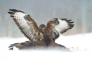 landing Common buzzard Buteo buteo in the fields in winter snow, buzzards in natural habitat, hawk bird on the ground, predatory bird close up winter bird