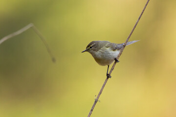Small bird - Chiffchaff Phylloscopus collybita perched on tree, summer time