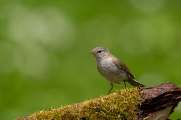 Small bird - Chiffchaff Phylloscopus collybita perched on tree, summer time