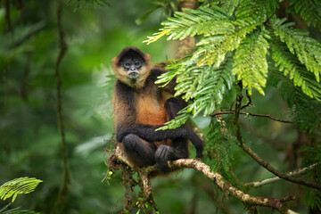 Geoffroy's spider monkey (Ateles geoffroyi), also known as the black-handed spider monkey or the...