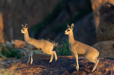 Klipspringer (Oreotragus oreotragus). Augrabies. Northern Cape. South Africa.