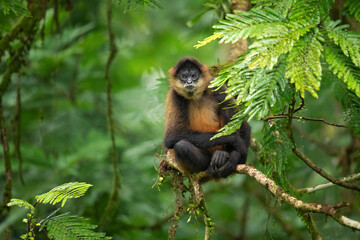 Geoffroy's spider monkey (Ateles geoffroyi), also known as the black-handed spider monkey or the...