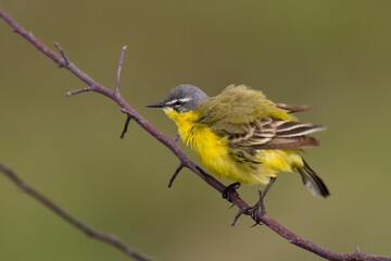 Small bird Yellow Wagtail sitting on tree male Motacilla flava