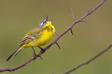 Small bird Yellow Wagtail sitting on tree male Motacilla flava