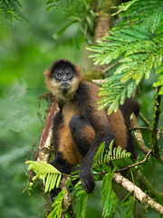 Geoffroy's spider monkey (Ateles geoffroyi), also known as the black-handed spider monkey or the Central American spider monkey