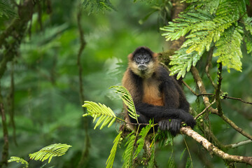 Geoffroy's spider monkey (Ateles geoffroyi), also known as the black-handed spider monkey or the...