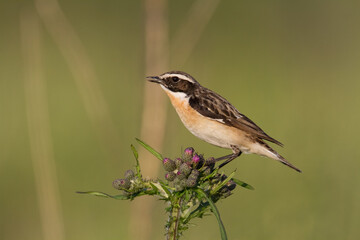Bird Whinchat Saxicola rubetra - bird sitting on the weed, male, amazing background with warm light summer time Poland, Europe	
