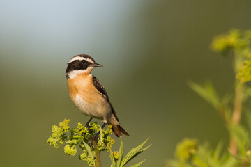 Bird Whinchat Saxicola rubetra - bird sitting on the weed, male, amazing background with warm light summer time Poland, Europe	
