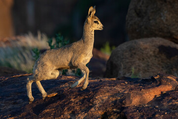 Klipspringer (Oreotragus oreotragus). Augrabies. Northern Cape. South Africa.