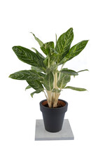 Red or Pink Aglaonema (Chinese Evergreen) houseplant in black ceramic container isolated on white background.