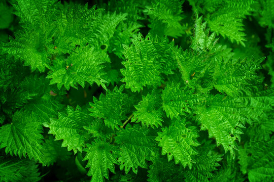 herbs - green netle wallpaper