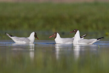 Bird black-headed gull Chroicocephalus ridibundus spring time Poland, Europe