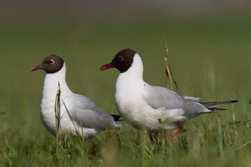 Bird black-headed gull Chroicocephalus ridibundus spring time Poland, Europe