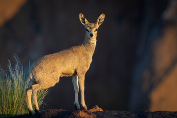 Klipspringer (Oreotragus oreotragus). Augrabies. Northern Cape. South Africa.