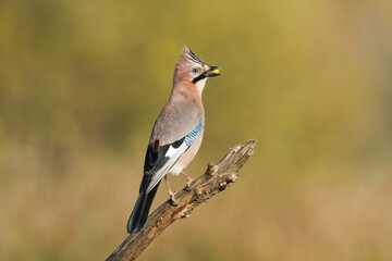 Bird Eurasian Jay Garrulus glandarius sitting on the branch Poland, Europe