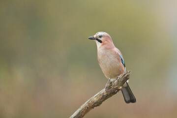 Bird Eurasian Jay Garrulus glandarius sitting on the branch Poland, Europe