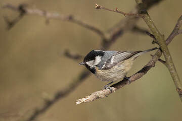 Bird in forest - Coal tit Periparus ater, wildlife Poland europe