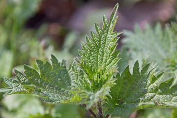 close up of fern leaf