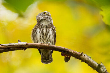 Pygmy owl Glaucidium passerinum little owl natural dark forest north parts of Poland Europe