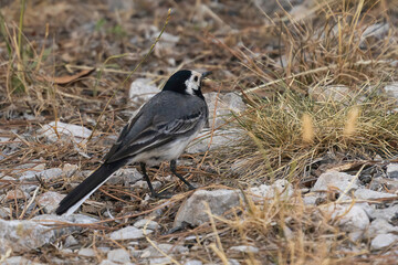 close up of a perching wagtail