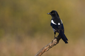 The Eurasian Magpie or Common Magpie or Pica pica on the branch with colorful background, winter time
