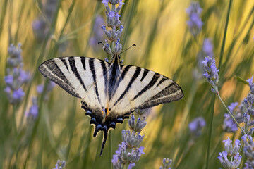 close up of a sail swallowtail butterfly on lavender