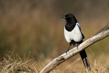The Eurasian Magpie or Common Magpie or Pica pica on the branch with colorful background, winter time