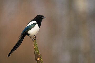 The Eurasian Magpie or Common Magpie or Pica pica on the branch with colorful background, winter time