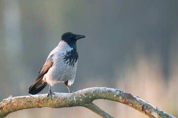 Bird - Hooded crow Corvus cornix in amazing warm background Poland Europe