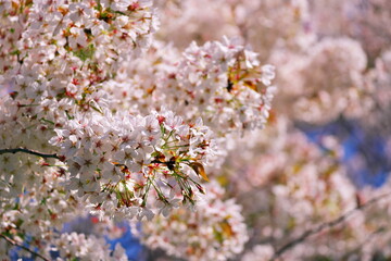桜まみれ