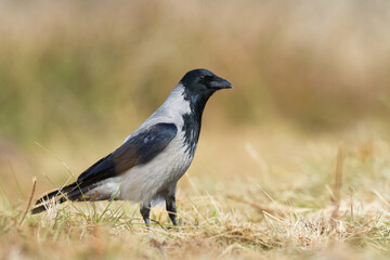 Bird - Hooded crow Corvus cornix in amazing warm background Poland Europe