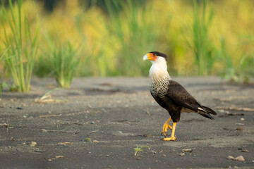 Crested caracara (Caracara plancus) is a bird of prey in the family Falconidae. It is found from the southern United States through Central and South America to Tierra del Fuego