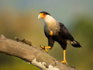 Crested caracara (Caracara plancus) is a bird of prey in the family Falconidae. It is found from...