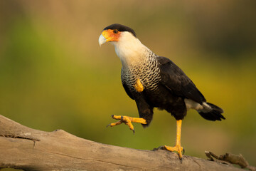 Crested caracara (Caracara plancus) is a bird of prey in the family Falconidae. It is found from the southern United States through Central and South America to Tierra del Fuego