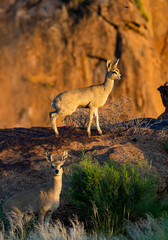 Klipspringer (Oreotragus oreotragus). Augrabies. Northern Cape. South Africa.