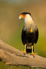 Crested caracara (Caracara plancus) is a bird of prey in the family Falconidae. It is found from the southern United States through Central and South America to Tierra del Fuego