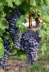 Beautiful bunch of black nebbiolo grapes with green leaves in the vineyards of Barolo, Piemonte, Langhe wine district and Unesco heritage, Italy