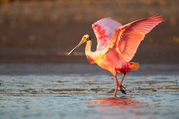Roseate spoonbill (Platalea ajaja) is a gregarious wading bird of the ibis and spoonbill family,...