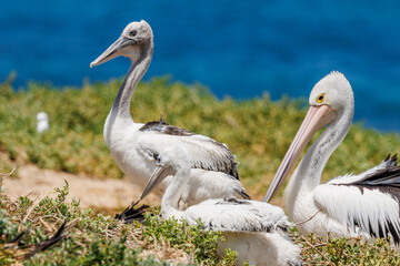 Australian Pelican in Western Australia