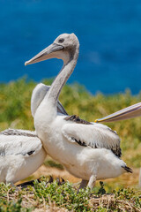 Australian Pelican in Western Australia