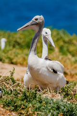 Australian Pelican in Western Australia