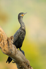 The neotropic cormorant or olivaceous cormorant (Nannopterum brasilianum) is a medium-sized cormorant found throughout the American tropics and subtropics