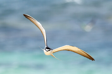 Bridled Tern in Western Australia