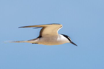 Bridled Tern in Western Australia