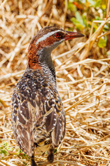 Buff-banded Rail in Western Australia