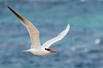 Caspian Tern in Western Australia